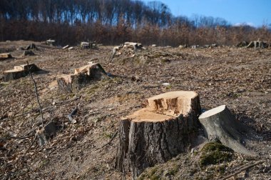 Stumps are left behind in a cleared area where trees were cut down, exposing bare soil under a clear sky. clipart