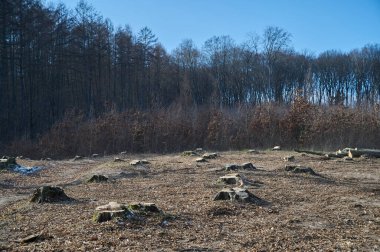 Engeller ve kalıntılar yakın zamanda temizlenmiş bir orman bölgesinde görülebiliyor. Ormanların tahrip edilmesinin etkisini ortaya koyuyor..