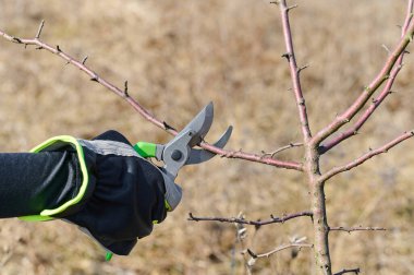 Bir bahçıvan, kırsal kesimde güneşli bir bahar öğleden sonra makas kullanarak genç bir ağacın dallarını buduyor..