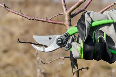 Bir insan kış boyunca güneşli bir açık havada ağaç dalını budamak için bahçe makası kullanır..