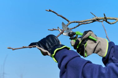 Bahçıvan güneşli bir günde dalları budama makası ile dikkatlice buduyor..