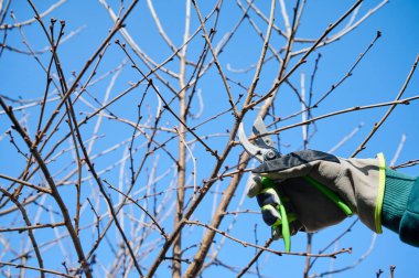 Eldivenli biri, parlak mavi gökyüzüne karşı budama makasıyla ağaç dallarını buduyor..