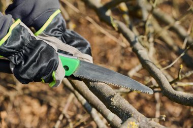 Bahar mevsimi için bahçe hazırlarken bir insan el testeresi ile ağaç dallarını kesiyor..