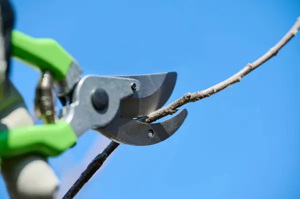 Bahçe makası kullanarak açık mavi gökyüzünün altında bir dalı budamak için iyi korunmuş bir bahçe alanında..