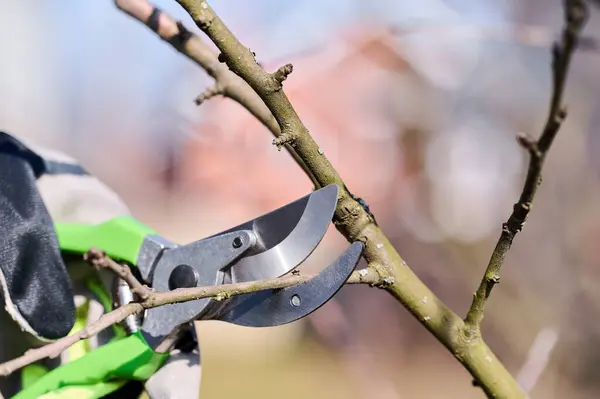 Bahçıvan ağaç dallarını dikkatlice buduyor parlak güneş ışığında keskin makaslar kullanıyor. Baharın erken saatleri burada..