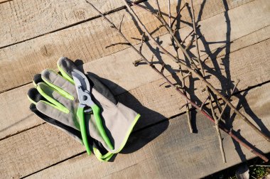 Eldivenler ve budama makası, yakın zamanda kesilmiş dalların yanında bulunan kaba ahşap tahtaların üzerinde duruyor..