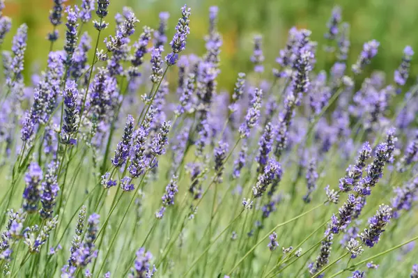 Lavanta bitkileri, parlak güneşin altında canlı mor çiçeklerini sergileyerek, bir tarlada nazikçe sallanırlar..