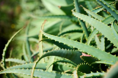 Sivri yapraklı sağlıklı aloe vera bitkilerinin yakın görüntüsü, yeşilliklerle çevrili sıcak güneş ışığının tadını çıkarıyor..