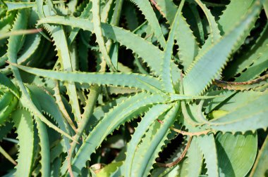 Çoklu aloe vera bitkileri parlak güneş ışığı altında gelişir. Tırtıklı kenarları olan canlı yeşil yapraklar sergilerler..