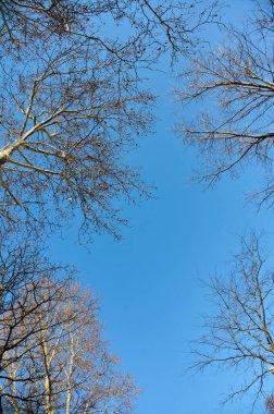 Çıplak dalları olan ağaçlar açık mavi gökyüzünü açık bir kış gününde görürler, güzellikleri sergilerler..