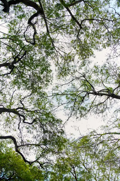 Güneş ışığı, uzun ağaçların parlak yeşil yapraklarından süzülerek gökyüzüne karşı güzel bir desen oluşturur..
