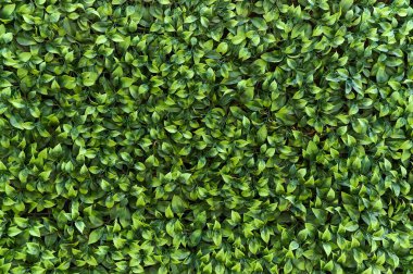 Zengin yeşil yapay plastik yapraklarla kaplı bir duvar çeşitli ortamlar için taze ve canlı bir atmosfer yaratır..