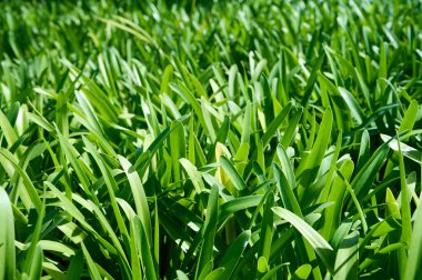 Parlak yeşil çimenler çerçeveyi doldurur, güneş ışığıyla aydınlanır, açık havada canlı ve ferahlatıcı bir atmosfer yaratır..
