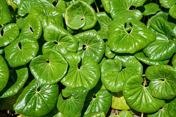 Canlı, kalp şeklinde vahşi zencefil yaprakları bahçeyi dolduruyor, yaz gününün güneşinin tadını çıkarıyor..