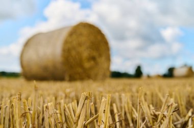 Saman balyaları altın bir tarlada dinleniyor, açık mavi gökyüzünün altında hasat mevsimlerini sergiliyor..