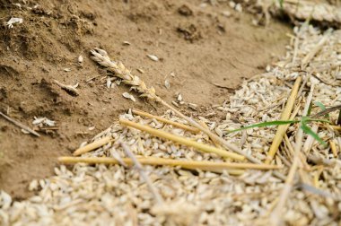 Tohumlar hasat ediliyor. Buğday, açık gökyüzünün altındaki tarımsal bir tarlaya saçılmış..
