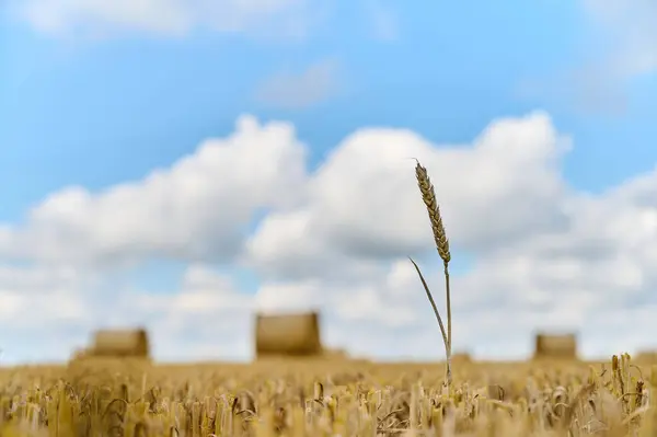 Buğday, arka planda mavi gökyüzünün altında saman balyalarıyla altın bir tarlada dimdik ayakta duruyor..
