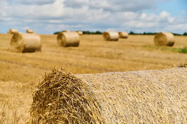 Yuvarlak saman balyaları, canlı bir manzara ve kabarık bulutlarla çevrili güneşli bir tarlada düzenlenir..