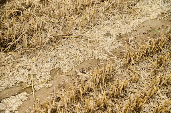Hasat edilen buğday tarlasına saman ve toprak serpilmesi tarım faaliyetlerinin tarım üzerindeki etkilerini gösteriyor.