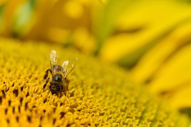 Bir ayçiçeği parlak sarı yapraklarını güneşli bir yaz gününde bulanık yeşil bir arkaplanda sergiler..