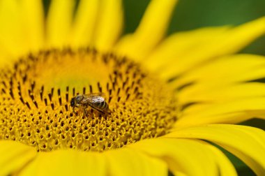Bir ayçiçeği parlak sarı yapraklarını güneşli bir yaz gününde bulanık yeşil bir arkaplanda sergiler..