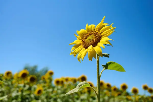 Bir ayçiçeği parlak sarı yapraklarını güneşli bir yaz gününde bulanık yeşil bir arkaplanda sergiler..
