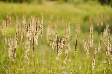 Çimenlerin altın iplikleri rüzgarda dans ediyor, sergilenen yazlar canlı yeşil çayırlarda sıcacık sergileniyor.