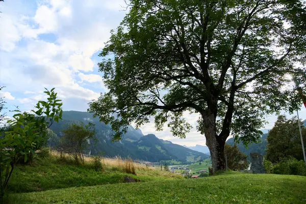 Huzurlu bir dekor, parçalı bulutlu bir gökyüzünün altında yuvarlanan tepelere ve uzak dağlara bakan büyük bir ağaç sergiliyor..