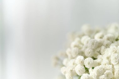 Yumuşak beyaz çiçekler, rahatlama veya meditasyon için mükemmel, ışıkla dolu bir alanda sakin bir atmosfer yaratırlar..