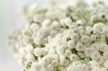 Narin beyaz çiçekler bir araya toplanmış. İç dekorasyon veya olay atmosferini geliştirmek için mükemmel..