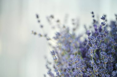 Yumuşak ışıkta çekilen lavanta çiçeklerinin yakın plan görüntüsü, canlı mor renklerini ve ince detayları vurguluyor..