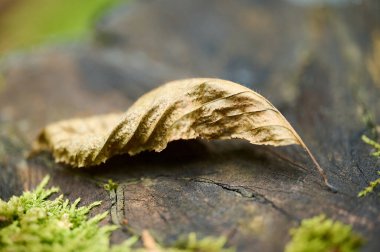 Kurumuş bir yaprak, huzurlu bir orman ortamında canlı yeşil yosunlarla çevrili ahşap bir yüzeyde uzanıyor..
