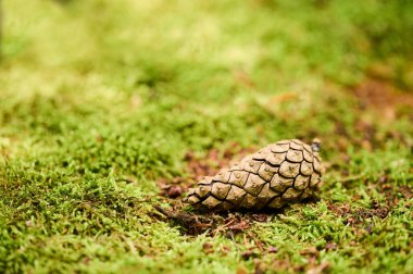 Canlı yeşil yosunların üzerinde uzanan bir çam kozalağı. Yumuşak güneş ışığıyla aydınlatılan huzurlu bir orman ile çevrili..