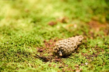 Çam kozalağının yemyeşil yosunların üzerinde, güneş ışığı altında orman zemininin doğal güzelliğini vurguluyor..