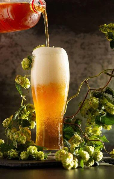 A glass of light beer with foam on a dark background and bunches of green hops. Unfiltered beer with foam spreading over the glass. Beer is poured from a bottle into a glass