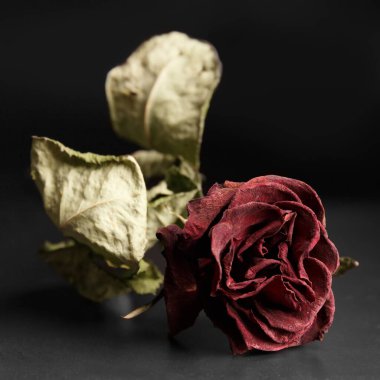 Red dry rose on a black background. Dried rose on dark. Unhappy love. Broken heart. Sadness. Sorrow.