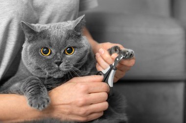 The veterinarian trims the nails of a British breed cat. Pet care. The girl cuts the claws of a gray cat close-up. A tool for cutting the claws of animals in the hands of a close-up.