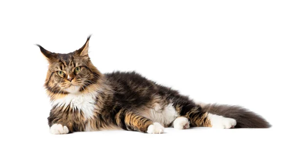 stock image An adult purebred Maine Coon cat lies. Advertisement for cat food. Large thoroughbred cat on isolation.