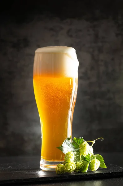 A glass of light beer with foam on a dark background and bunches of green hops. Unfiltered beer with foam spreading over the glass