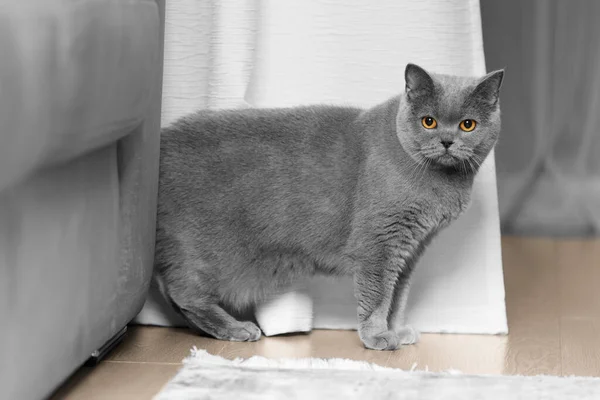 Thoroughbred British Cat Sits Floor Looks Ahead Shorthair British Woman — Stockfoto