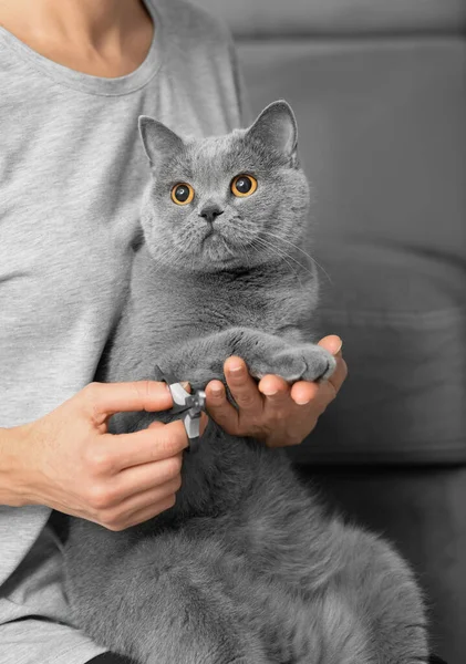 Veterinarian Trims Nails British Breed Cat Pet Care Girl Cuts — Stockfoto