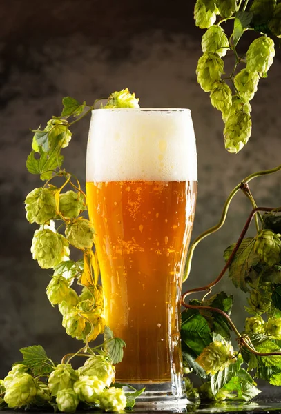 A glass of light beer with foam on a dark background and bunches of green hops. Unfiltered beer with foam spreading over the glass