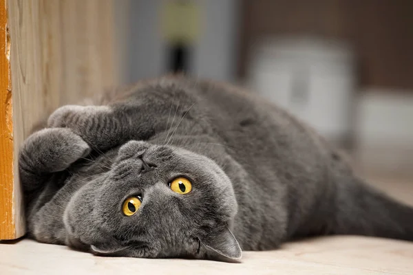 Thoroughbred British Cat Sits Floor Looks Ahead Shorthair British Woman — Stockfoto