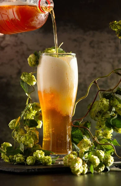 A glass of light beer with foam on a dark background and bunches of green hops. Unfiltered beer with foam spreading over the glass. Beer is poured from a bottle into a glass. Oktoberfest. Beer Festival.