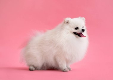 Pomeranian Spitz 'in sevimli pofuduk köpek yavrusu portresi. Küçük gülümseyen köpek parlak pembe arka planda oturuyor.