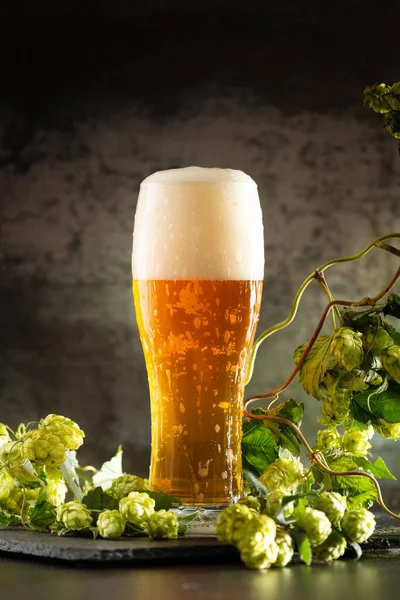A glass of light beer with foam on a dark background and bunches of green hops. Unfiltered beer with foam spreading over the glass. Oktoberfest. Beer Festival.