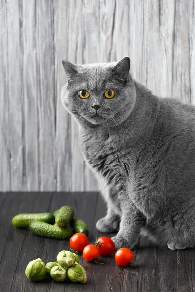 Healthy Nutrition Thoroughbred Cat Scottish Shorthair Diet Fat Pet Obesity — Stockfoto