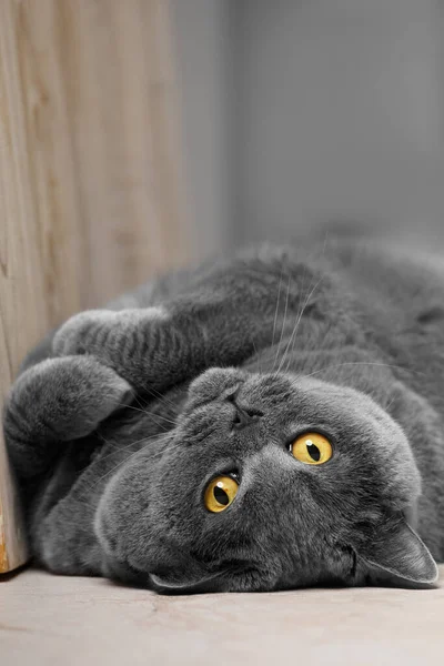 Scottish Shorthair Cat Yellow Eyes Lies Its Back Looks Camera — Stockfoto