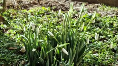 Bloomed snowdrops sway in the wind close-up. The wind blows on the flowers of snowdrops. Melting snow and the first spring flowers. Galanthus nivalis.