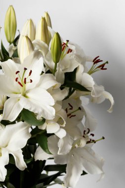 White blooming lilies and lily buds on a white background close-up. Large bouquet of white lilies isolated. Beautiful white flowers on a light background with space for text.